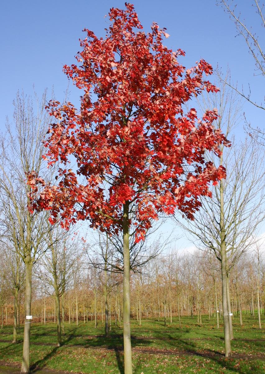 Фото и описание красных. Клен красный Acer rubrum. Клён канадский краснолистный. Клен красный Октобер Глори. Клен красный Acer rubrum, саженцы.