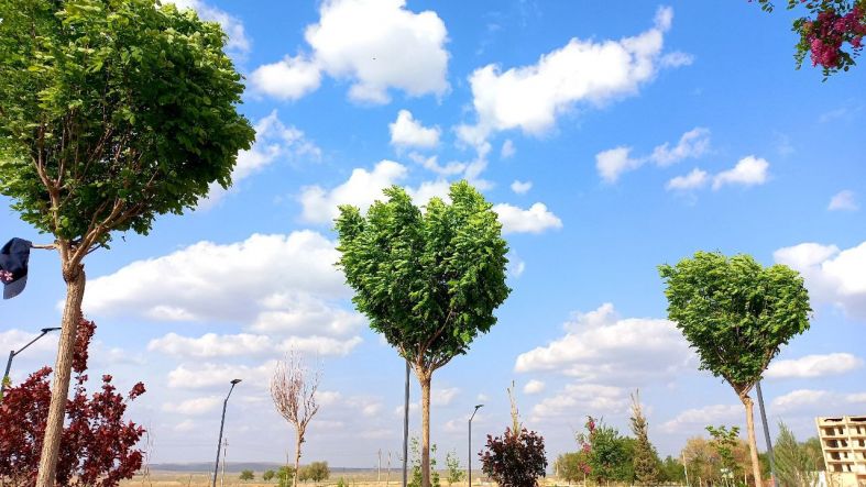 Посадка деревьев в Алматы