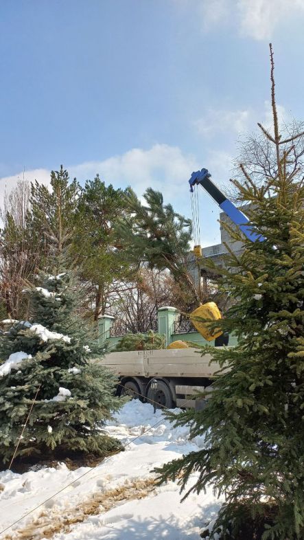 Посадка деревьев в Алматы